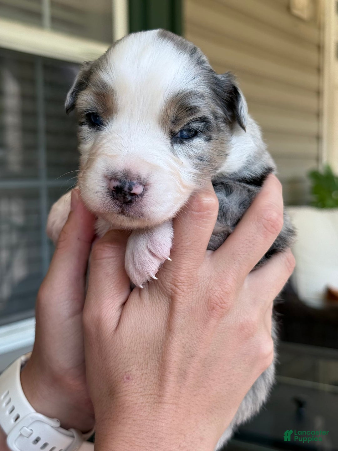 Miniature Australian Shepherd dogs for sale: Daisy - Image 7