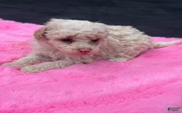 Miniature Poodle dogs for sale: Dexter - Image 17