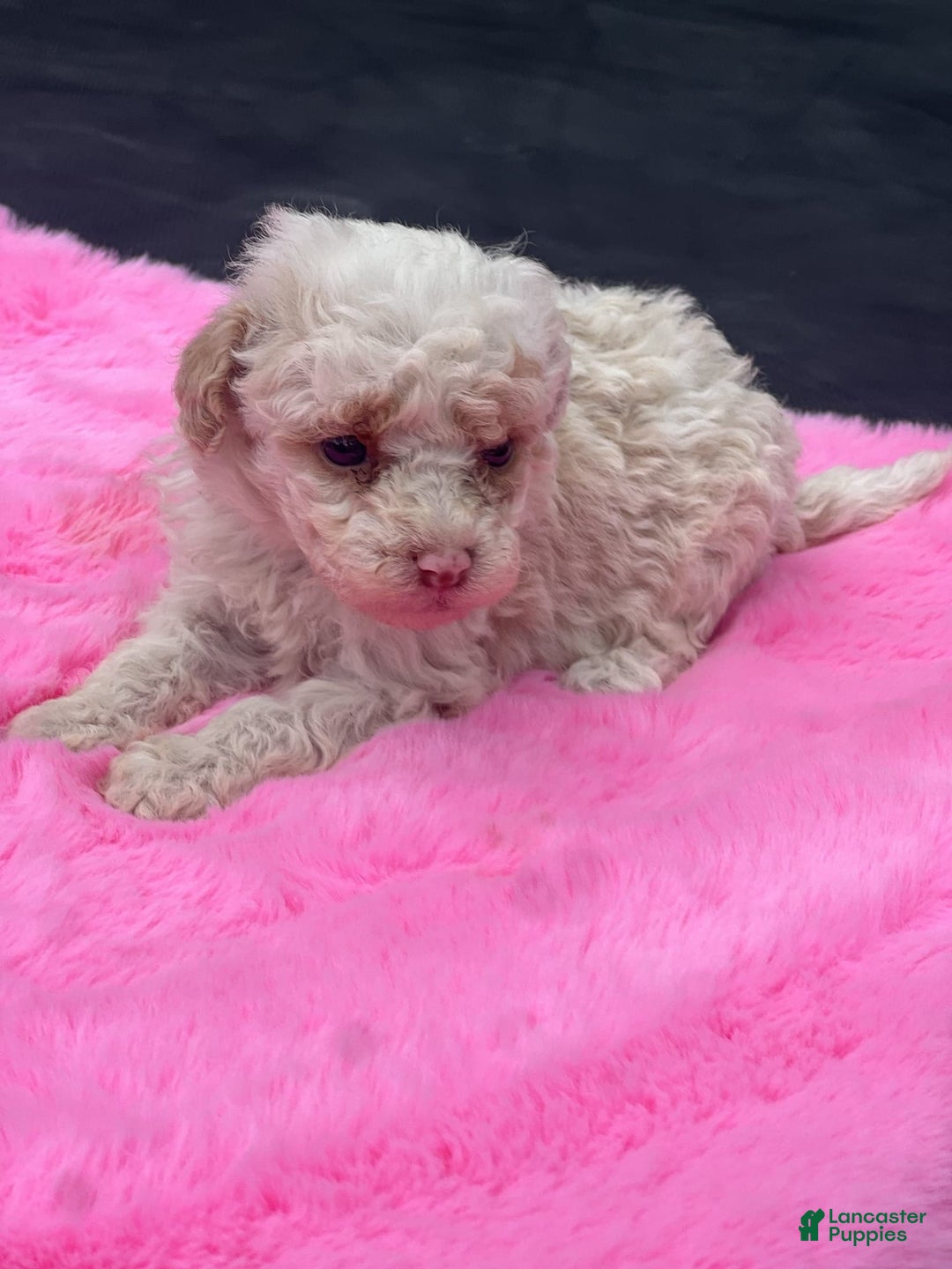 Miniature Poodle dogs for sale: Dexter - Image 17