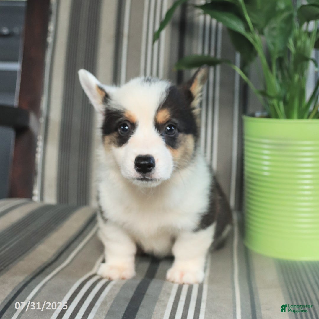 Welsh Corgi Pembroke dogs for sale: Tommy - Image 2
