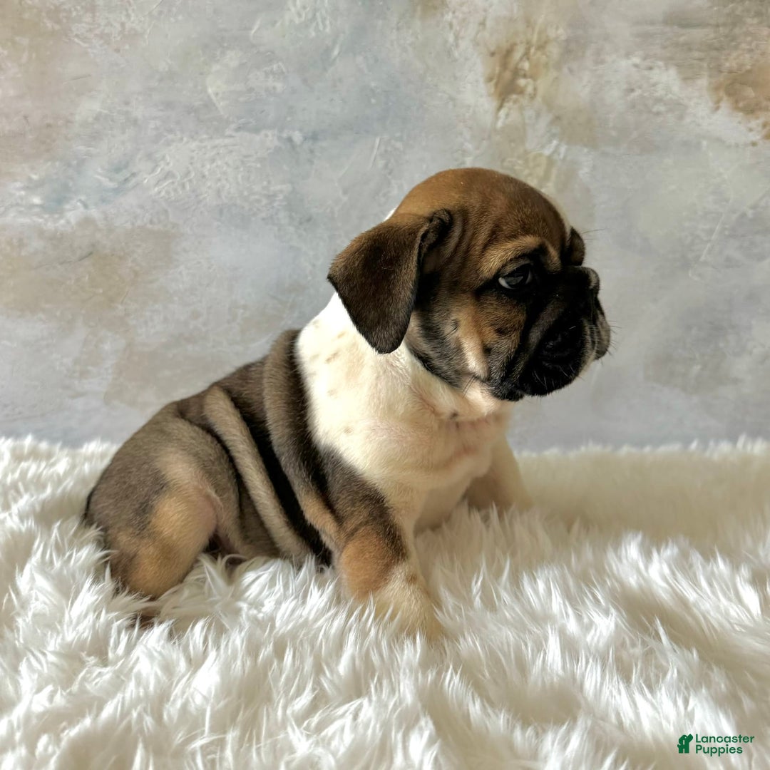 English Bulldog dogs for sale: Bomba - Image 3