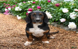 Basset Hound dogs for sale: Bentley - Image 7