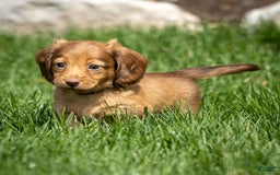 Miniature Dachshund dogs for sale: Crystal - Image 12