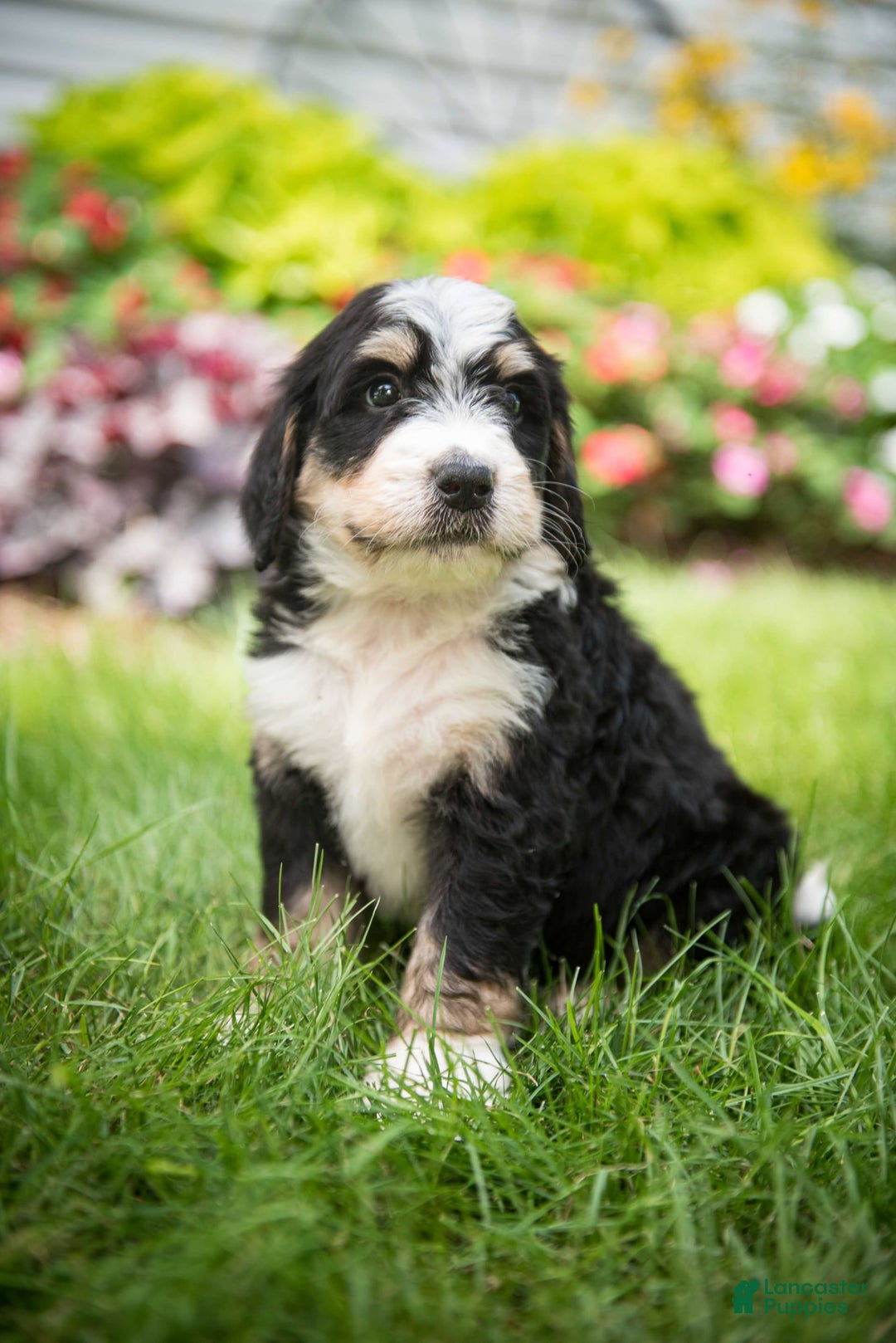 Bernedoodle dogs for sale: Rebel - Image 12