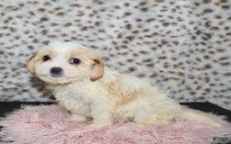 Cavapoo dogs for sale: Cavapoo 7 puppies - Image 27