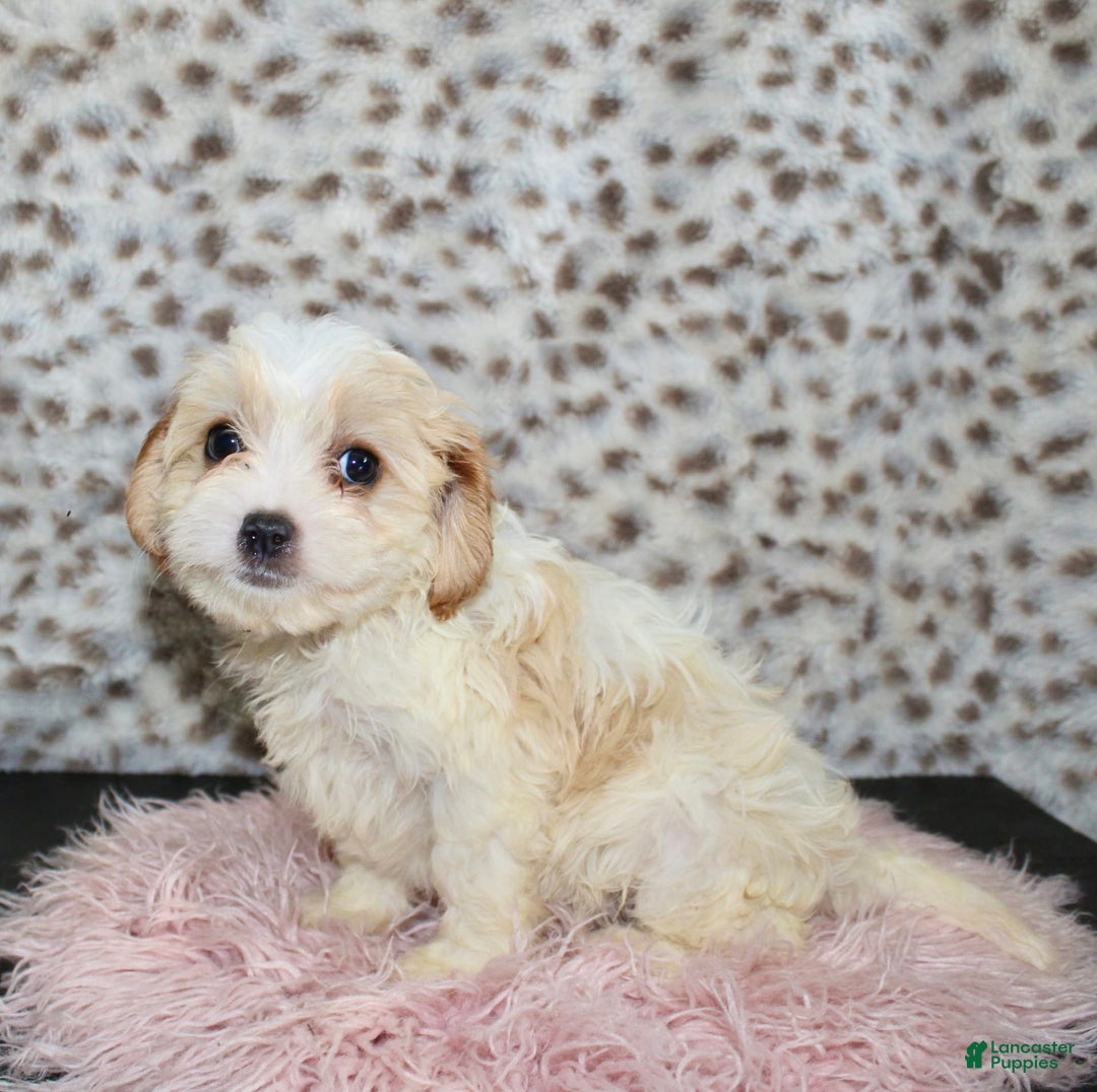 Cavapoo dogs for sale: Cavapoo 7 puppies - Image 27