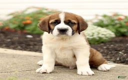 Saint Bernard dogs for sale: Chester - Image 1