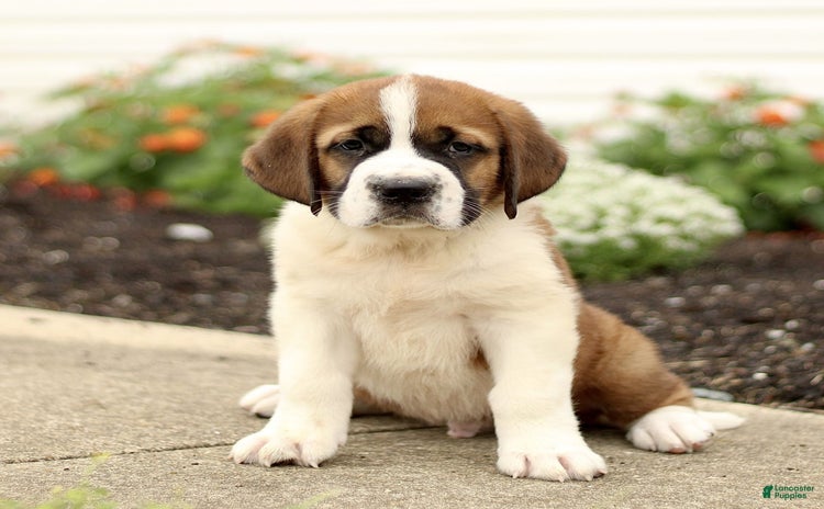Saint Bernard dogs for sale - Ad 4