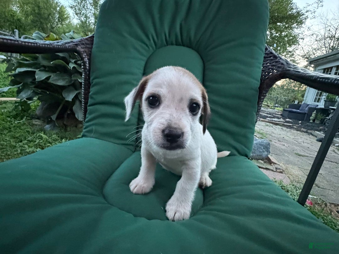 Jack Russell Terrier dogs for sale: Rocky - Image 4