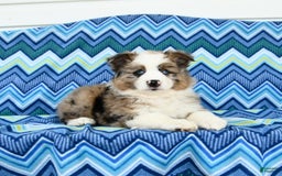 Miniature Australian Shepherd dogs for sale: Blue Eyes - Image 1