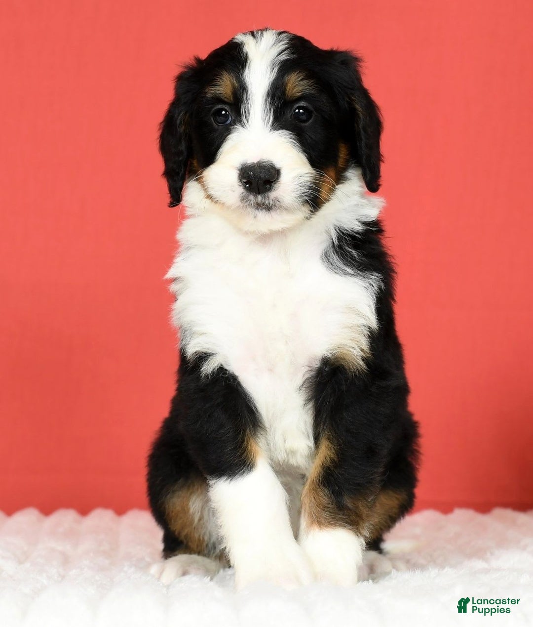 Bernedoodle dogs for sale: Lola - Image 5