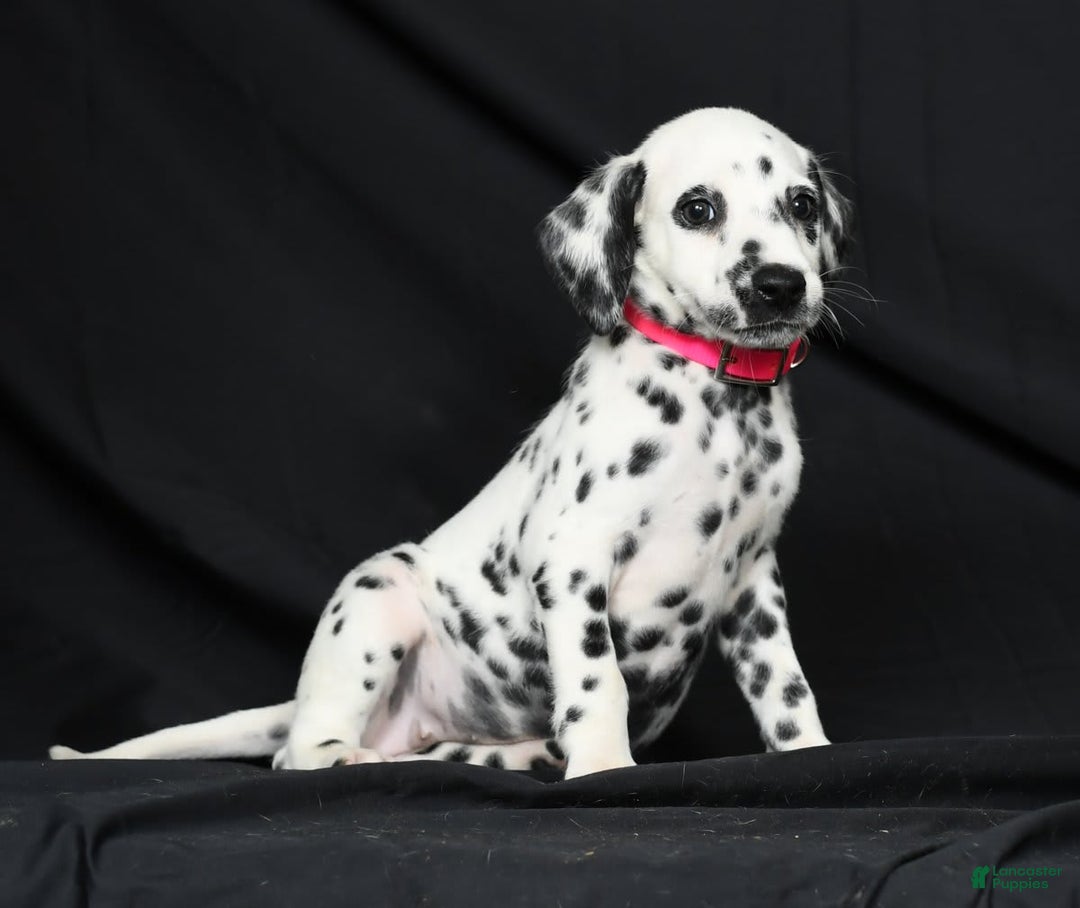 Dalmatian dogs for sale: Ivy - Image 6