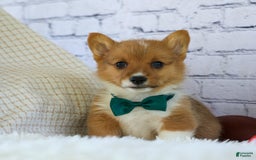 Welsh Corgi Pembroke dogs for sale: Garrett - Image 2