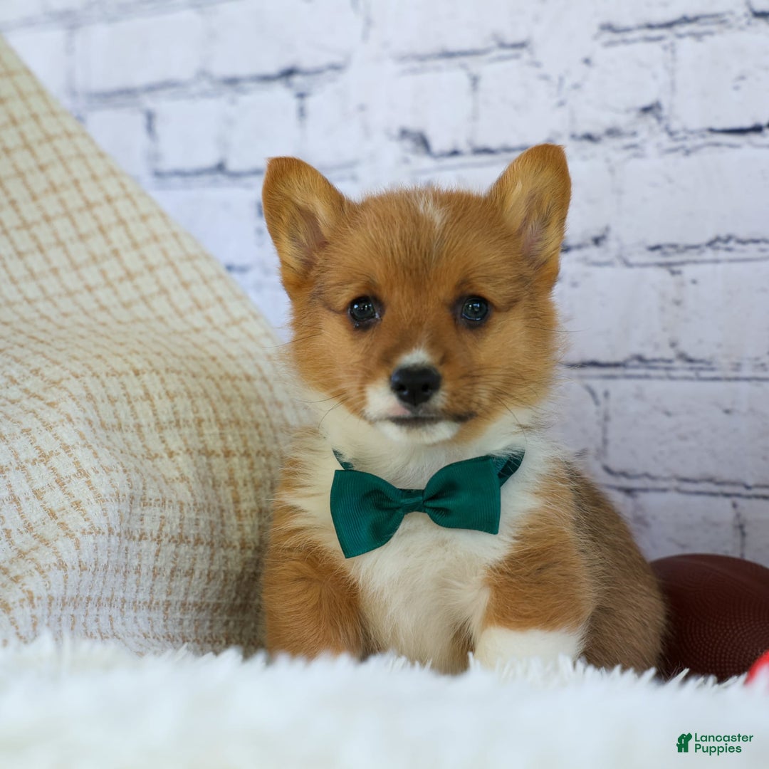 Welsh Corgi Pembroke dogs for sale: Garrett - Image 2