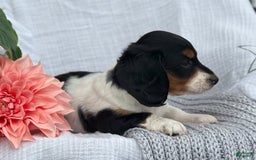 Miniature Dachshund dogs for sale: Ladybug - Image 14