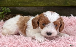 Cavapoo dogs for sale: Brady - Image 17