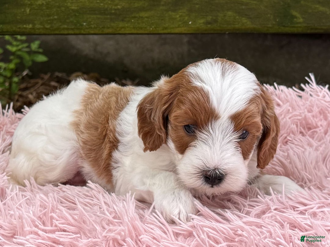 Cavapoo dogs for sale: Brady - Image 17