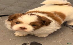 Shih Tzu dogs for sale: Lady Liberty - Image 1