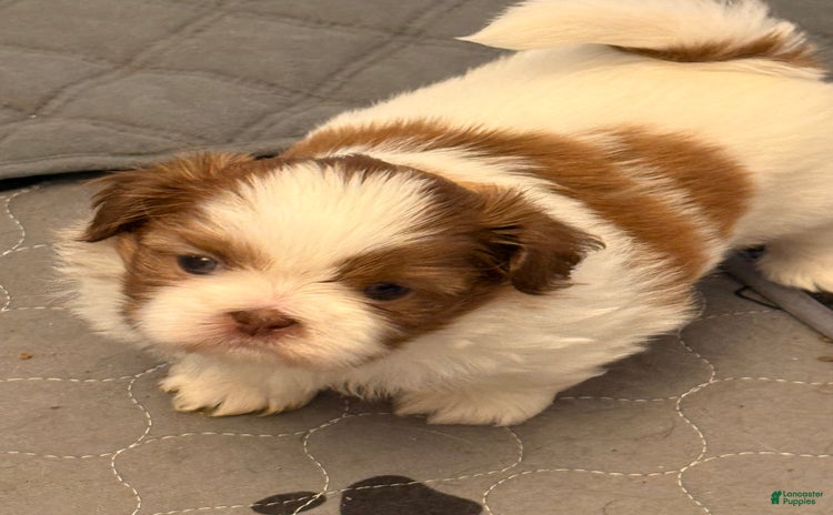 Shih Tzu dogs for sale - Ad 2