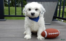 Cockapoo dogs for sale: Boomer - Image 5