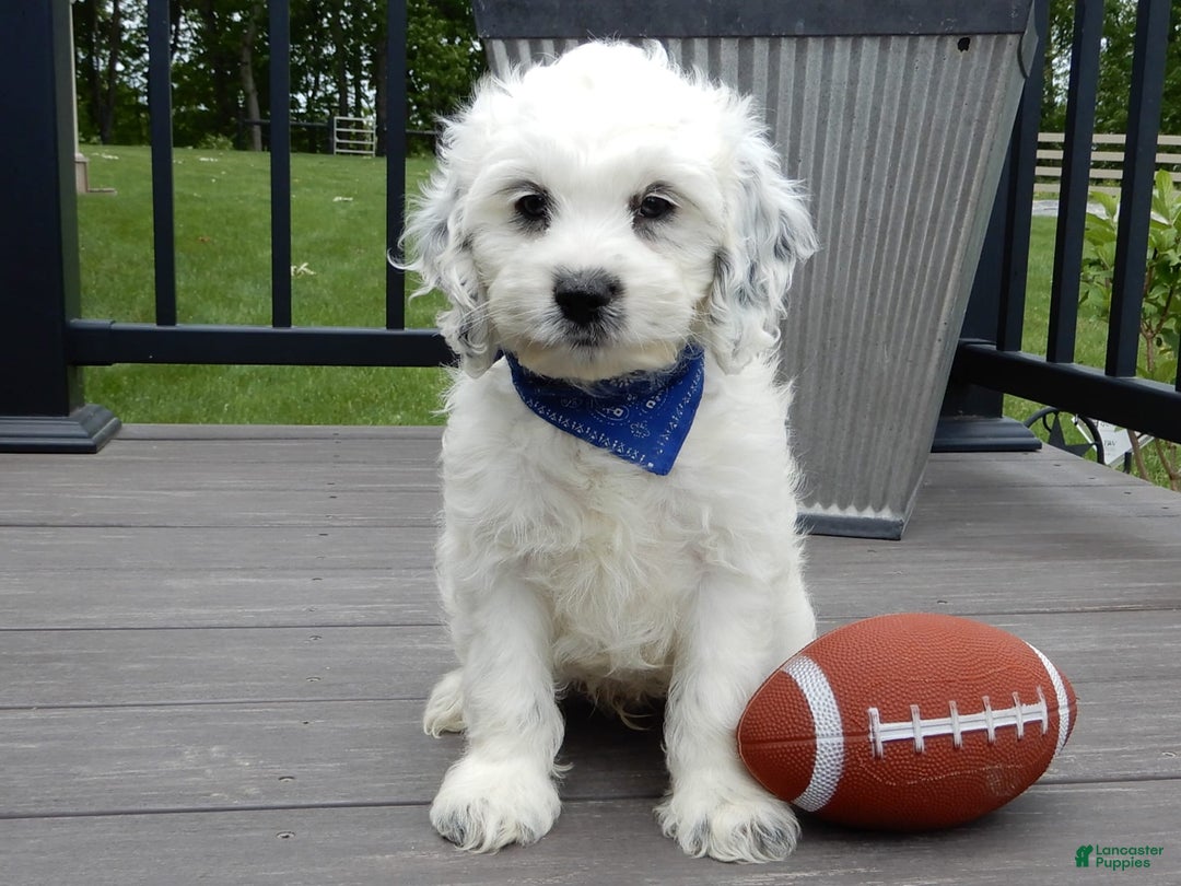 Cockapoo dogs for sale: Boomer - Image 5