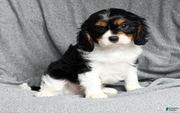 Cavalier King Charles Spaniel dogs for sale: Lenny - Image 2