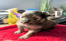 Pomeranian dogs for sale: Mocha - Image 4