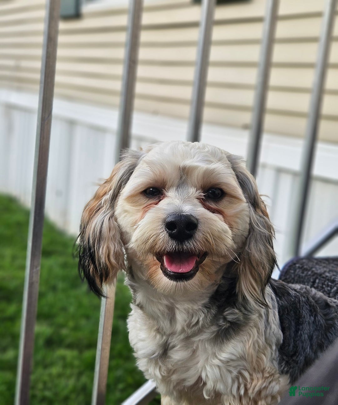 Morkie dogs for sale: Hercules - Image 14