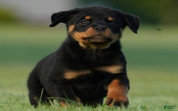 Rottweiler dogs for sale: Shadow - Image 6