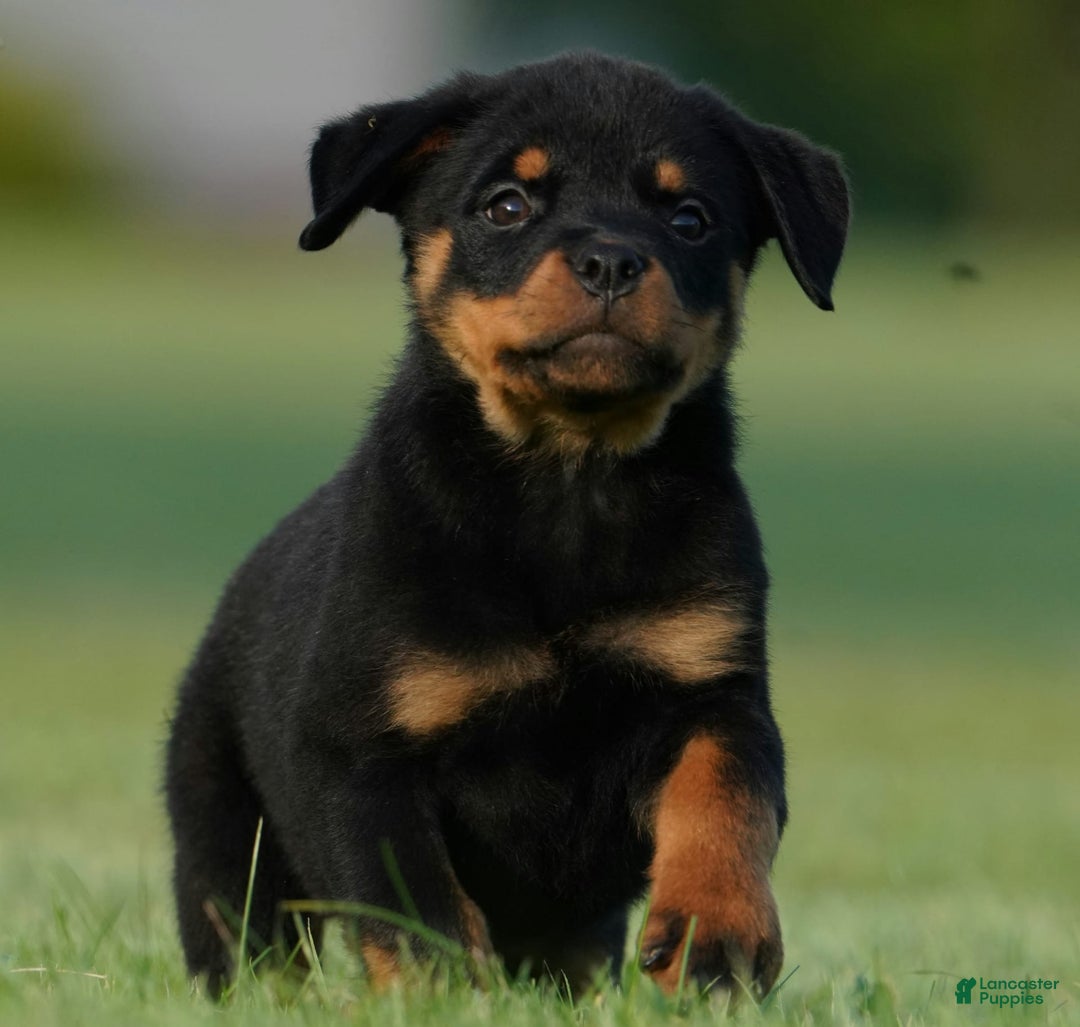 Rottweiler dogs for sale: Shadow - Image 6