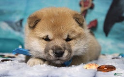 Shiba Inu dogs for sale: Larry - Image 8