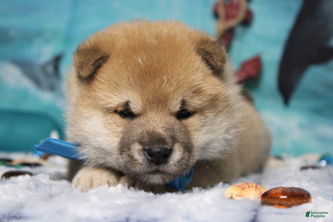 Shiba Inu dogs for sale: Larry - Image 8