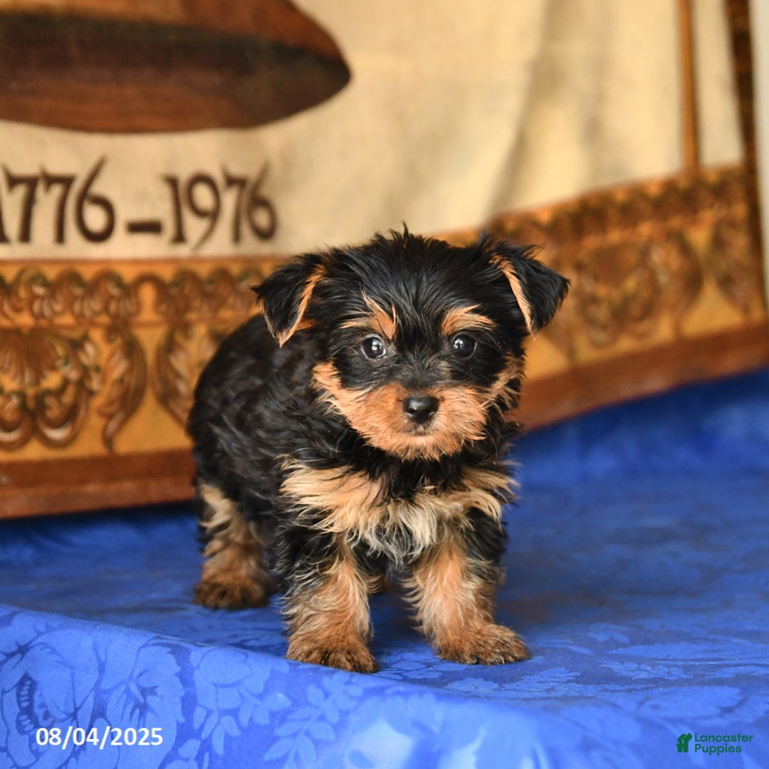 Yorkshire Terrier dogs for sale: Yorkshire Terrier 4 puppies - Image 14