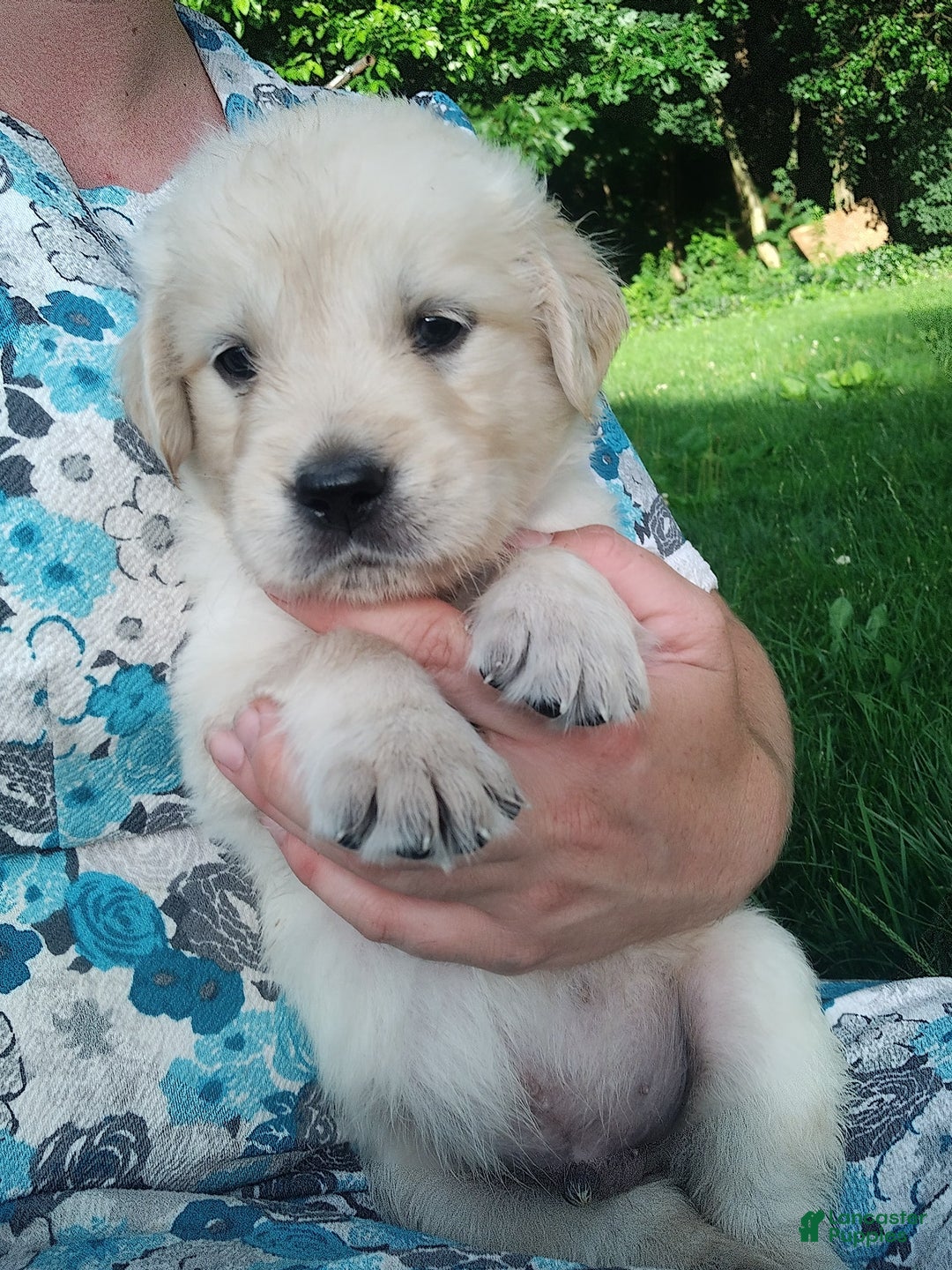 Golden Retriever dogs for sale: Picasso - Image 33