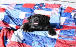 Cane Corso dogs for sale: Meadow - Image 8