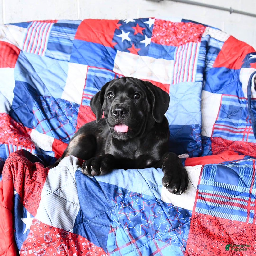 Cane Corso dogs for sale: Meadow - Image 8