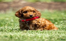 Goldendoodle dogs for sale: Alice - Image 3