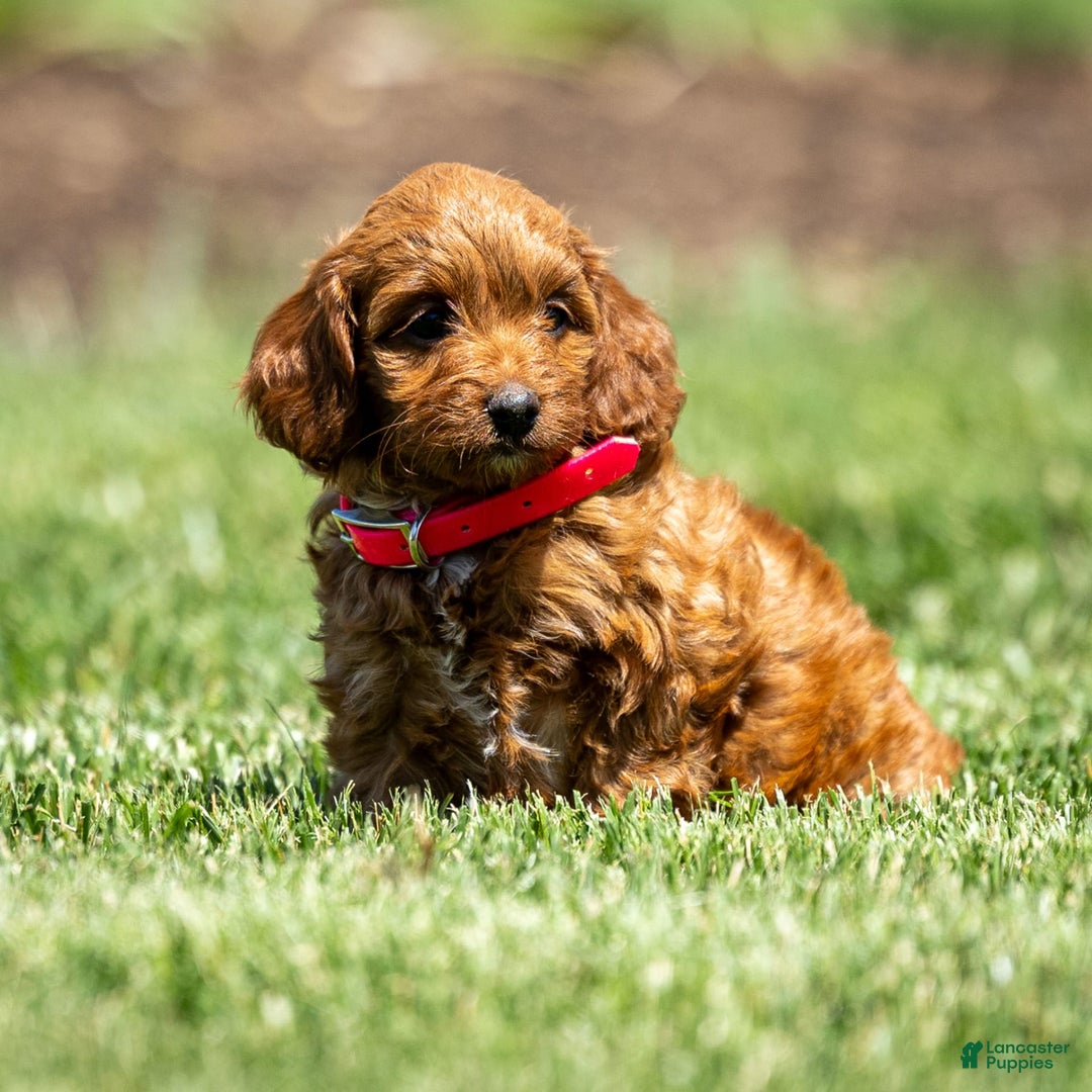 Goldendoodle dogs for sale: Alice - Image 3