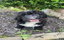 Bernedoodle dogs for sale: Denver - Image 8