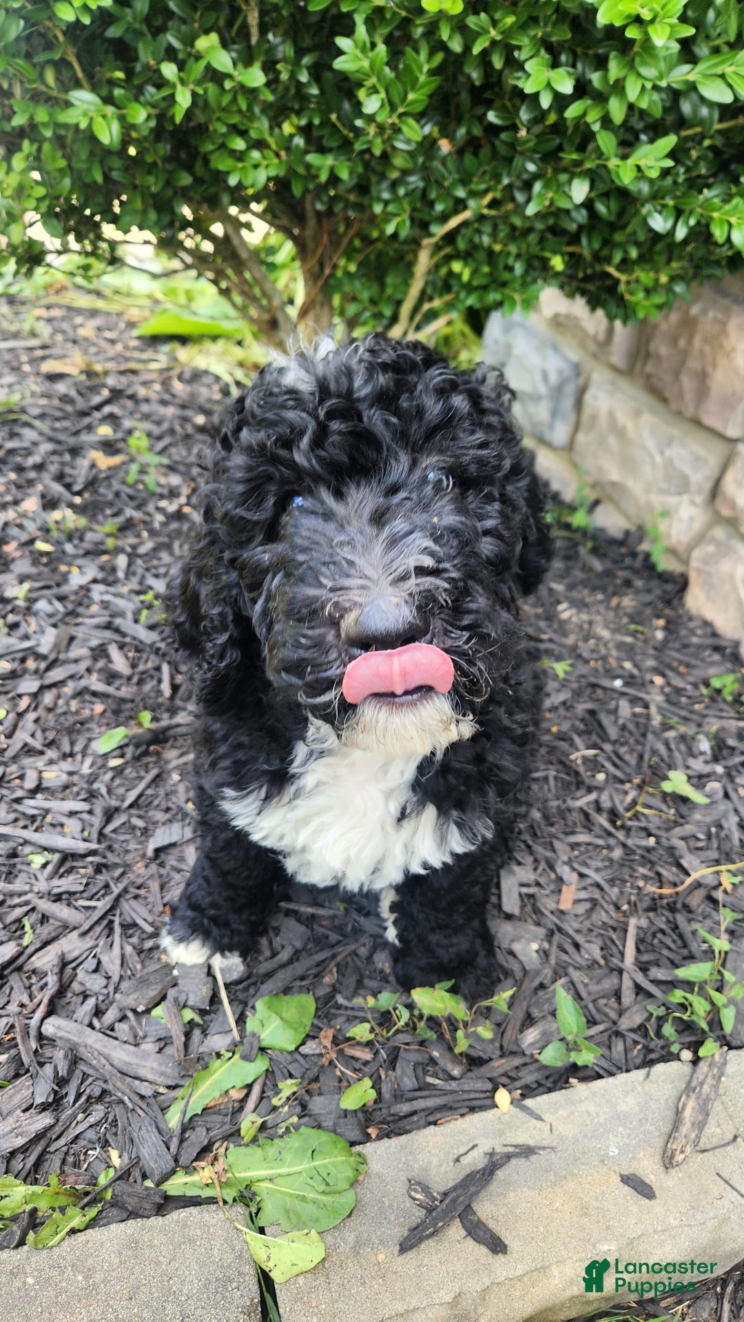 Bernedoodle dogs for sale: Denver - Image 8