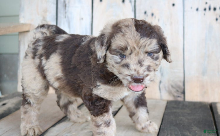 Newfoundland dogs for sale - Ad 4