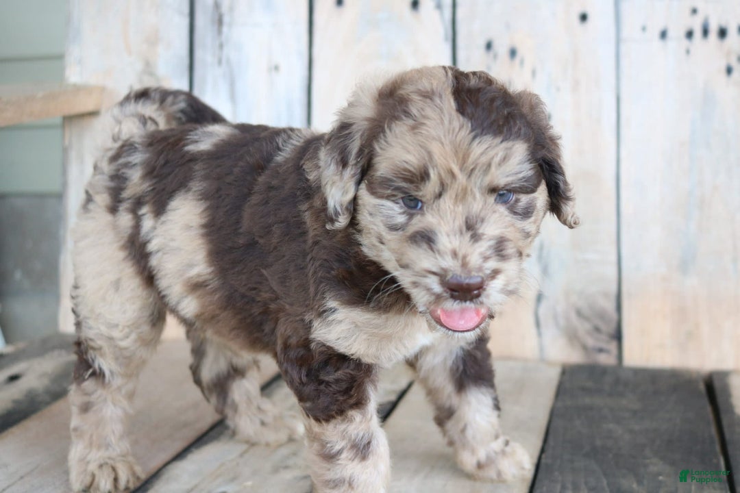Newfoundland dogs for sale: Nugget - Image 1