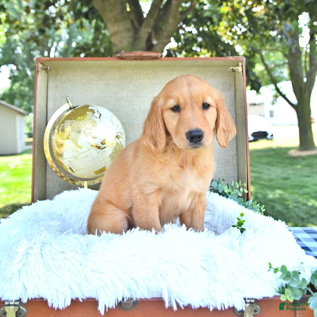 Golden Retriever dogs for sale: Abby - Image 3