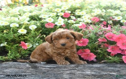 Havapoo dogs for sale: Toby - Image 3