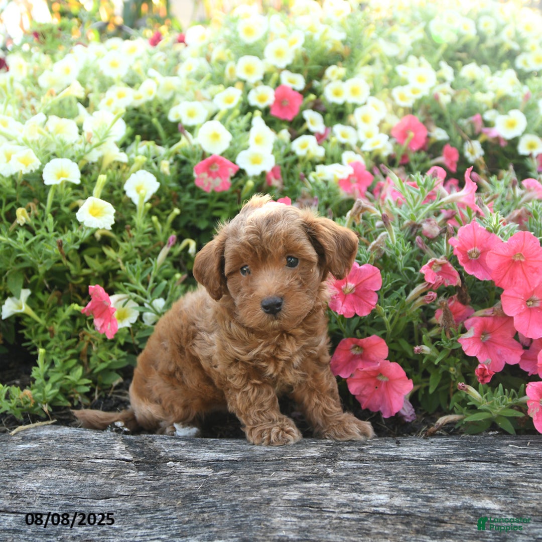 Havapoo dogs for sale: Toby - Image 3