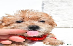 Morkie dogs for sale: Ritz Teacup - Image 7