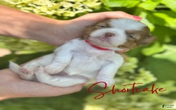 Teddy Bear dogs for sale: Shortcake - Image 1