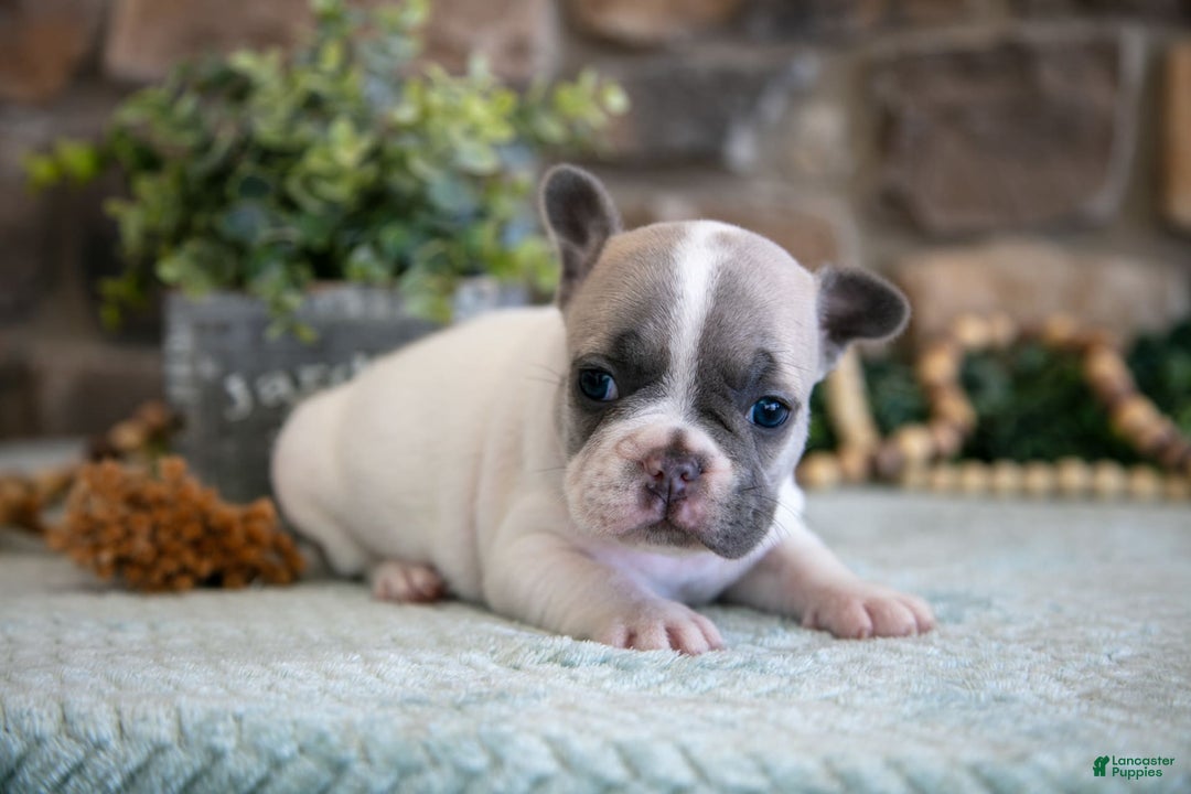 French Bulldog dogs for sale: Ashley - Image 2