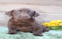 Labrador Retriever dogs for sale: Gunner - Image 1
