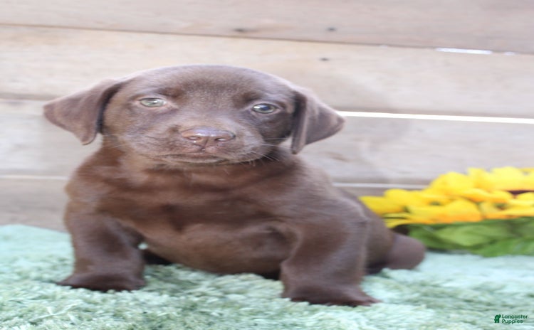 Labrador Retriever dogs for sale - Ad 3